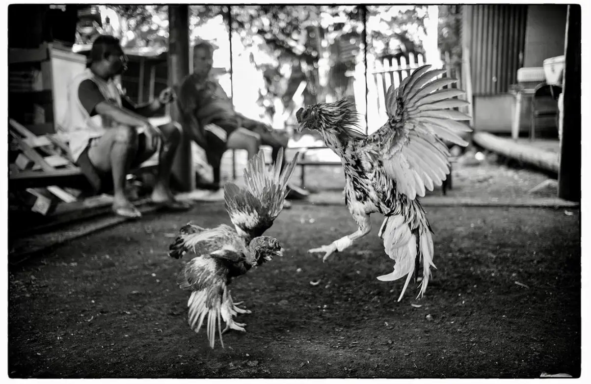 La photo. "Bataille coq"